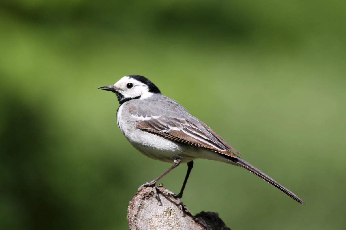 White Wagtail (Motacilla alba)