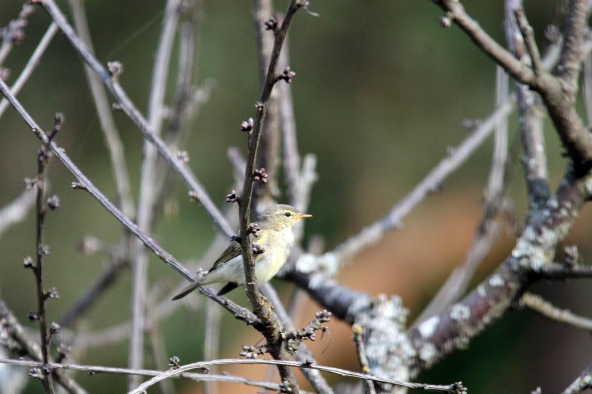 Willow Warbler (Phylloscopus trochilus), Pilkapio gatvė, Kernavė, Vilniaus apskritis, Lithuania, 2013-07-07 Willow Warbler (Phylloscopus trochilus)