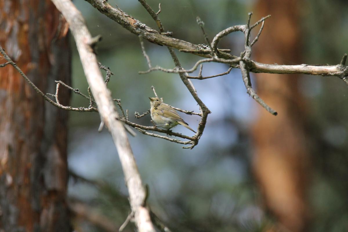 Willow Warbler (Phylloscopus trochilus), Pilkapio gatvė, Kernavė, Vilniaus apskritis, Lithuania, 2013-08-03 Willow Warbler (Phylloscopus trochilus)