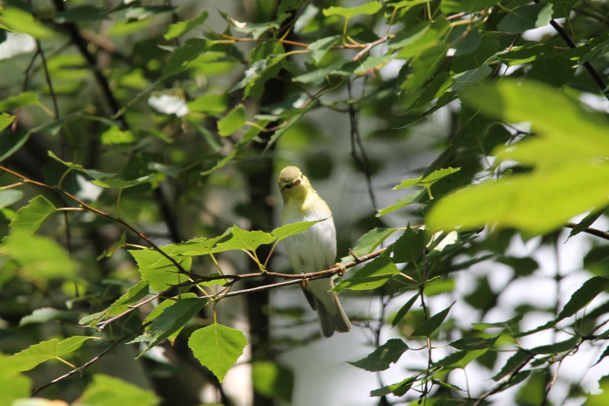 Wood Warbler (Phylloscopus sibilatrix), Pilkapio gatvė, Kernavė, Vilniaus apskritis, Lithuania, 2013-08-03 Wood Warbler (Phylloscopus sibilatrix)