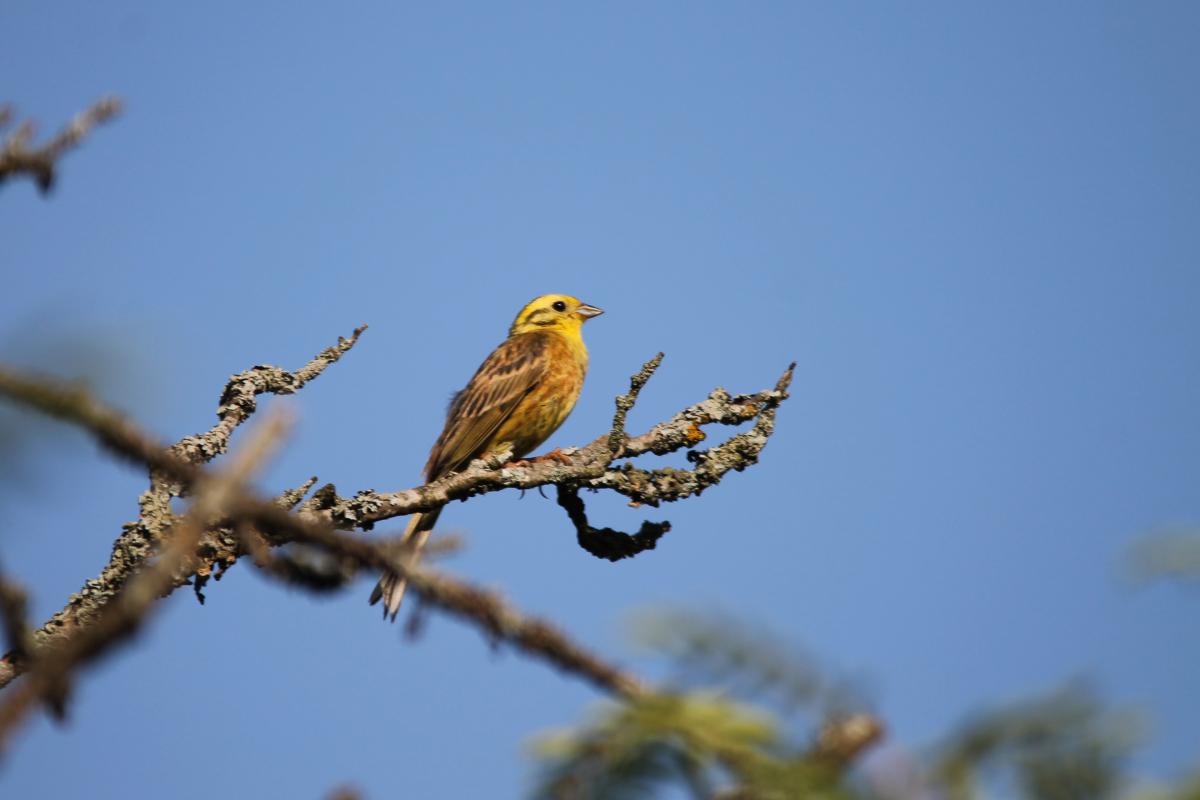 Yellowhammer (Emberiza citrinella), 2518, Vainiūnai, Alytus, Lithuania, 2013-06-23 Yellowhammer (Emberiza citrinella)