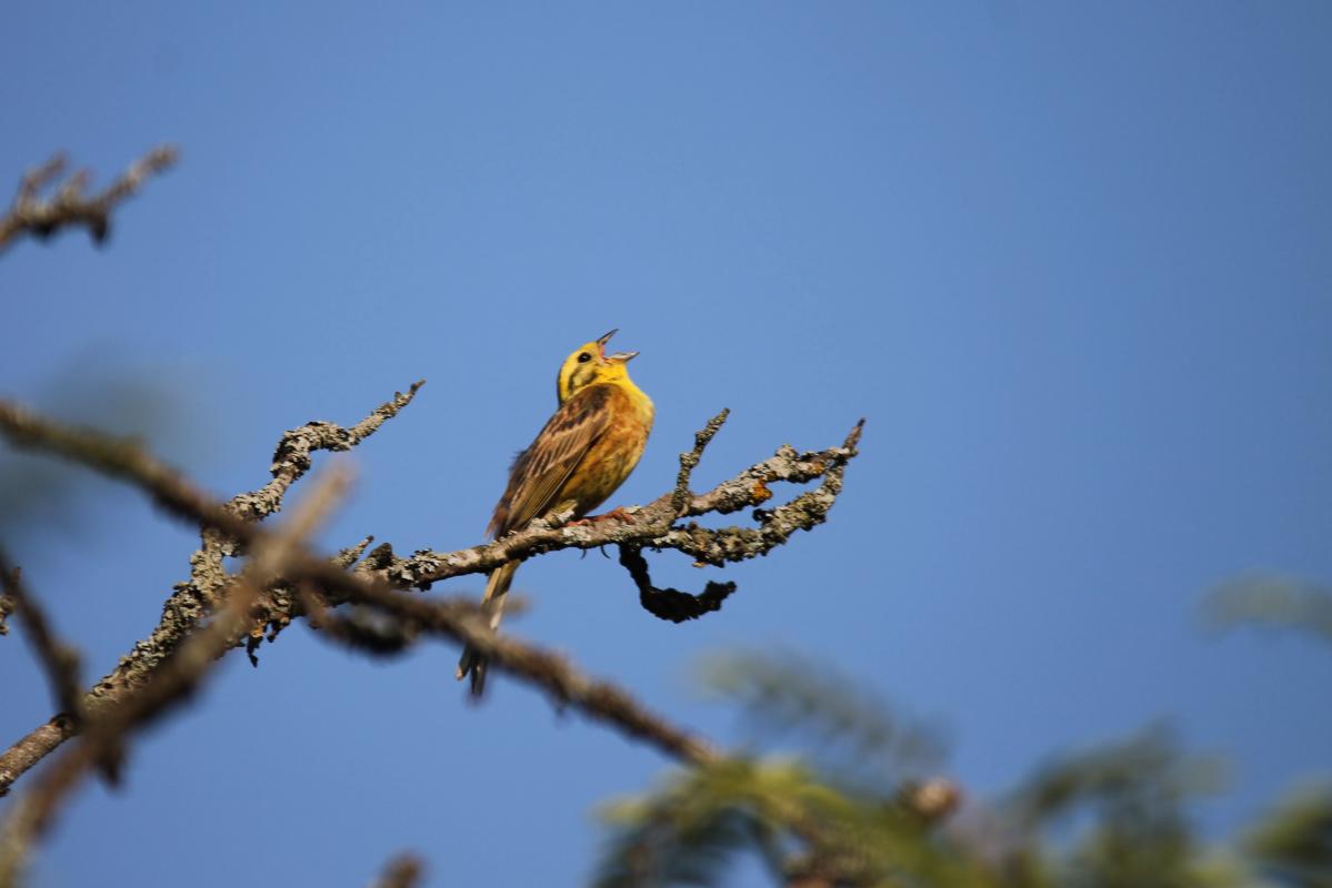 Yellowhammer (Emberiza citrinella), 2518, Vainiūnai, Alytus, Lithuania, 2013-06-23 Yellowhammer (Emberiza citrinella)