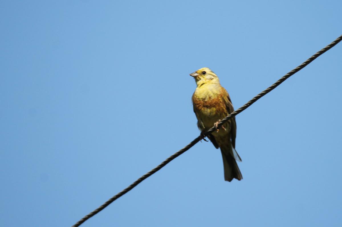 Yellowhammer (Emberiza citrinella), 2518, Vainiūnai, Alytus, Lithuania, 2013-06-23 Yellowhammer (Emberiza citrinella)