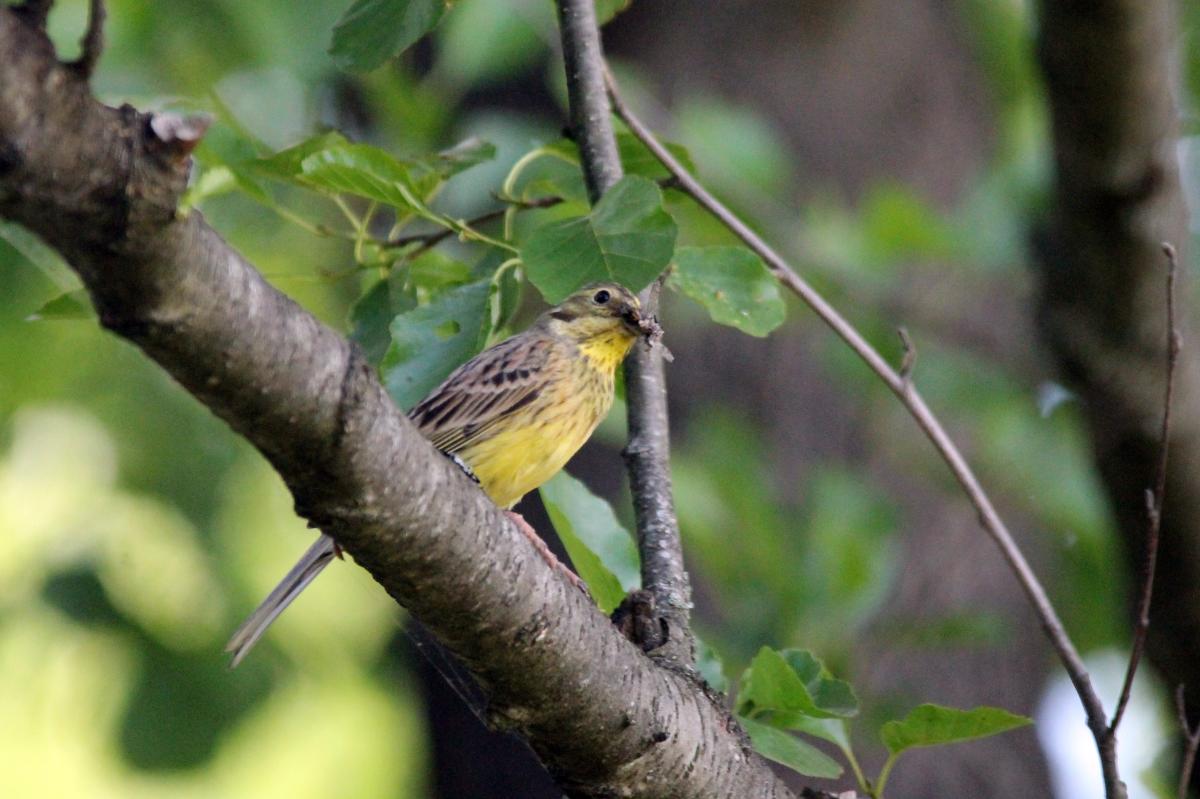 Yellowhammer (Emberiza citrinella), 2518, Vainiūnai, Alytus, Lithuania, 2013-06-23 Yellowhammer (Emberiza citrinella)