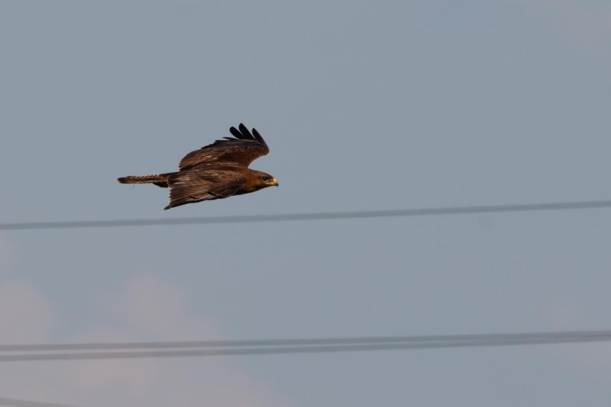 Common buzzard (Buteo buteo)