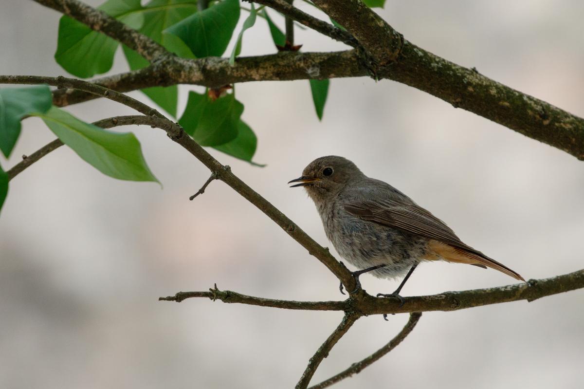 Common Redstart (Phoenicurus phoenicurus)