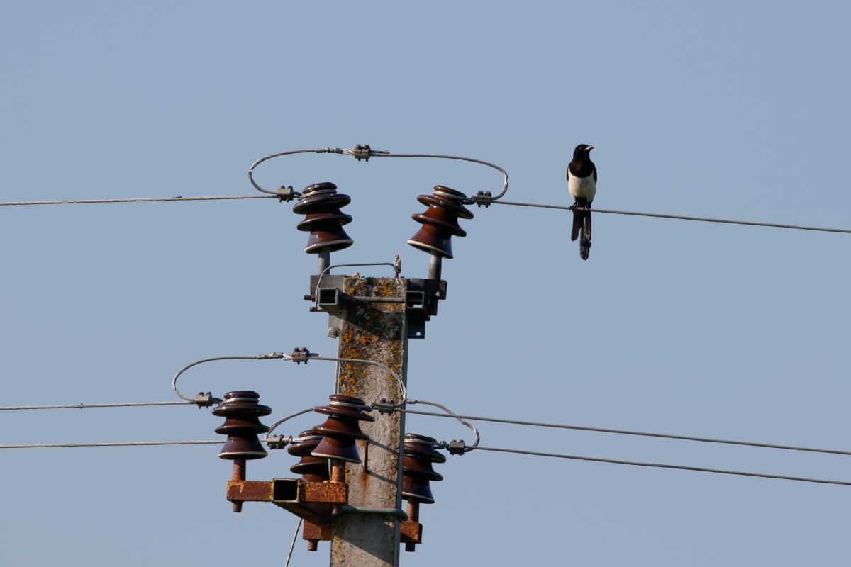 Eurasian Magpie (Pica pica)