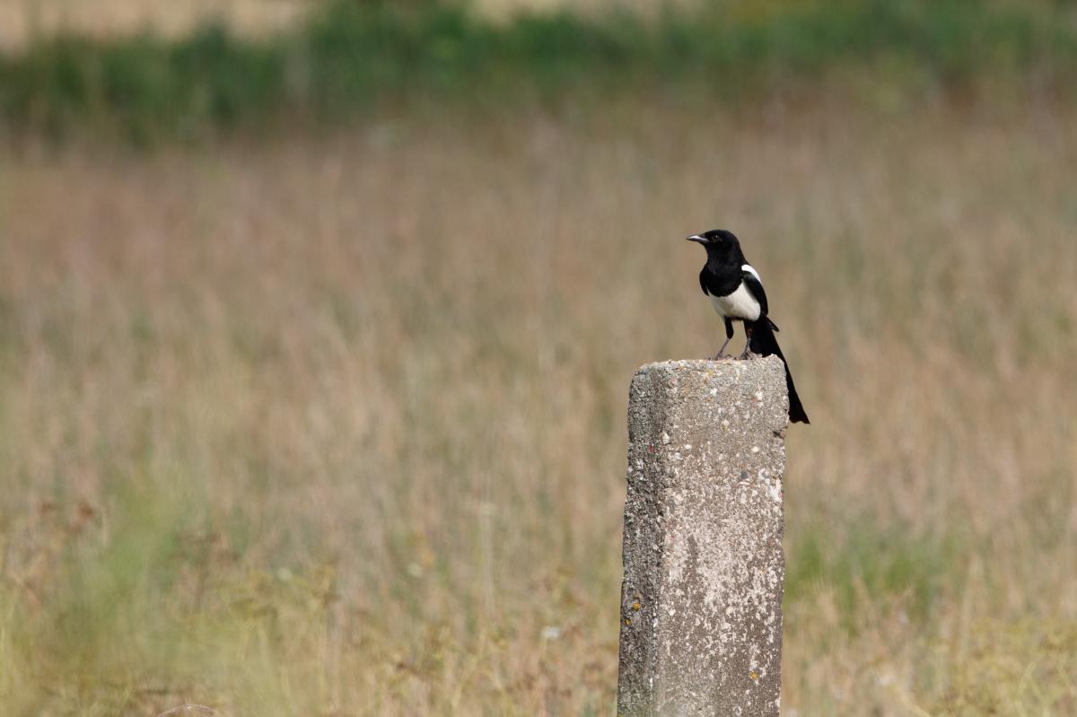 Eurasian Magpie (Pica pica)