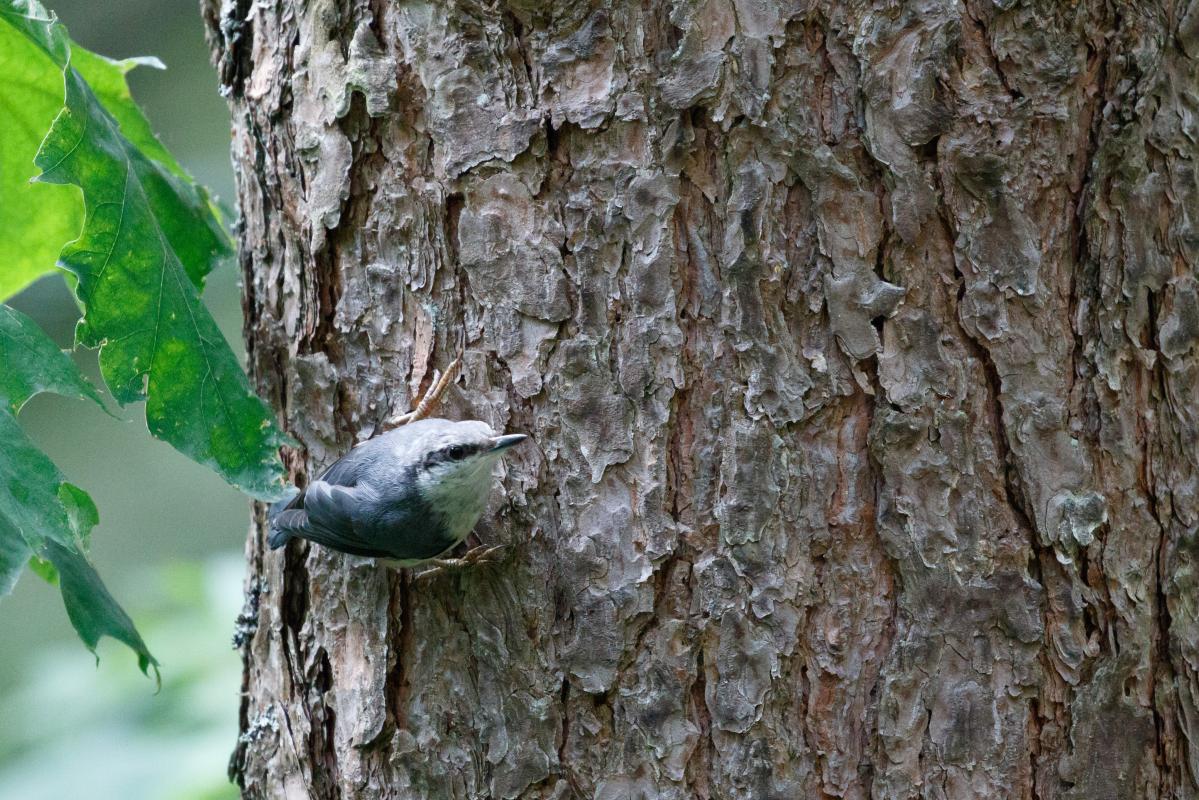 Eurasian nuthatch (Sitta europaea)