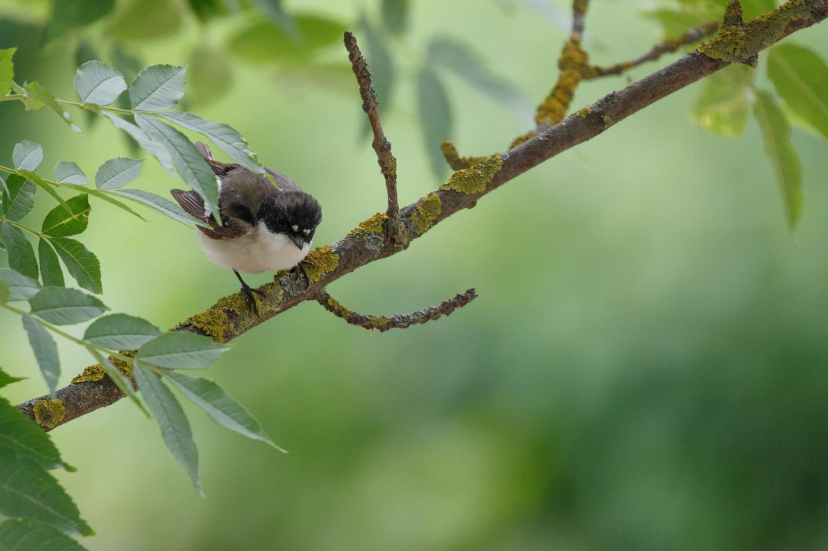 European Pied Flycatcher (Ficedula hypoleuca), Vilnius Old Town, Vilnius, Vilniaus apskritis, Lithuania, 2016-06-11 European Pied Flycatcher (Ficedula hypoleuca)