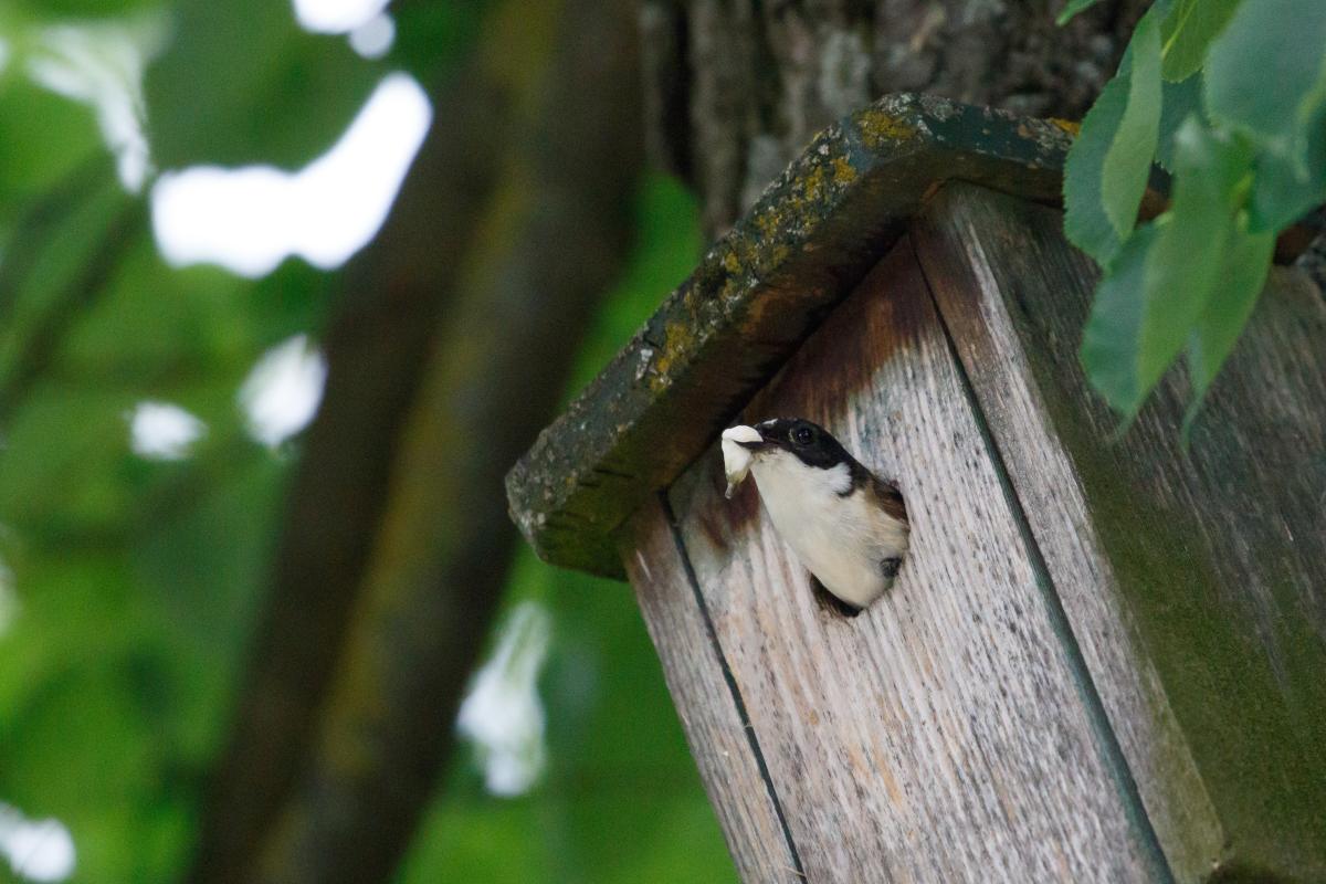 European Pied Flycatcher (Ficedula hypoleuca), Vilnius Old Town, Vilnius, Vilniaus apskritis, Lithuania, 2016-06-11 European Pied Flycatcher (Ficedula hypoleuca)