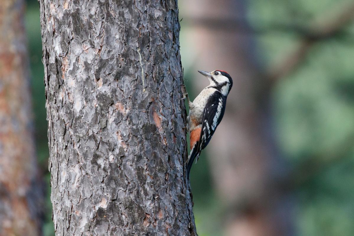 Great Spotted Woodpecker (Dendrocopos major)
