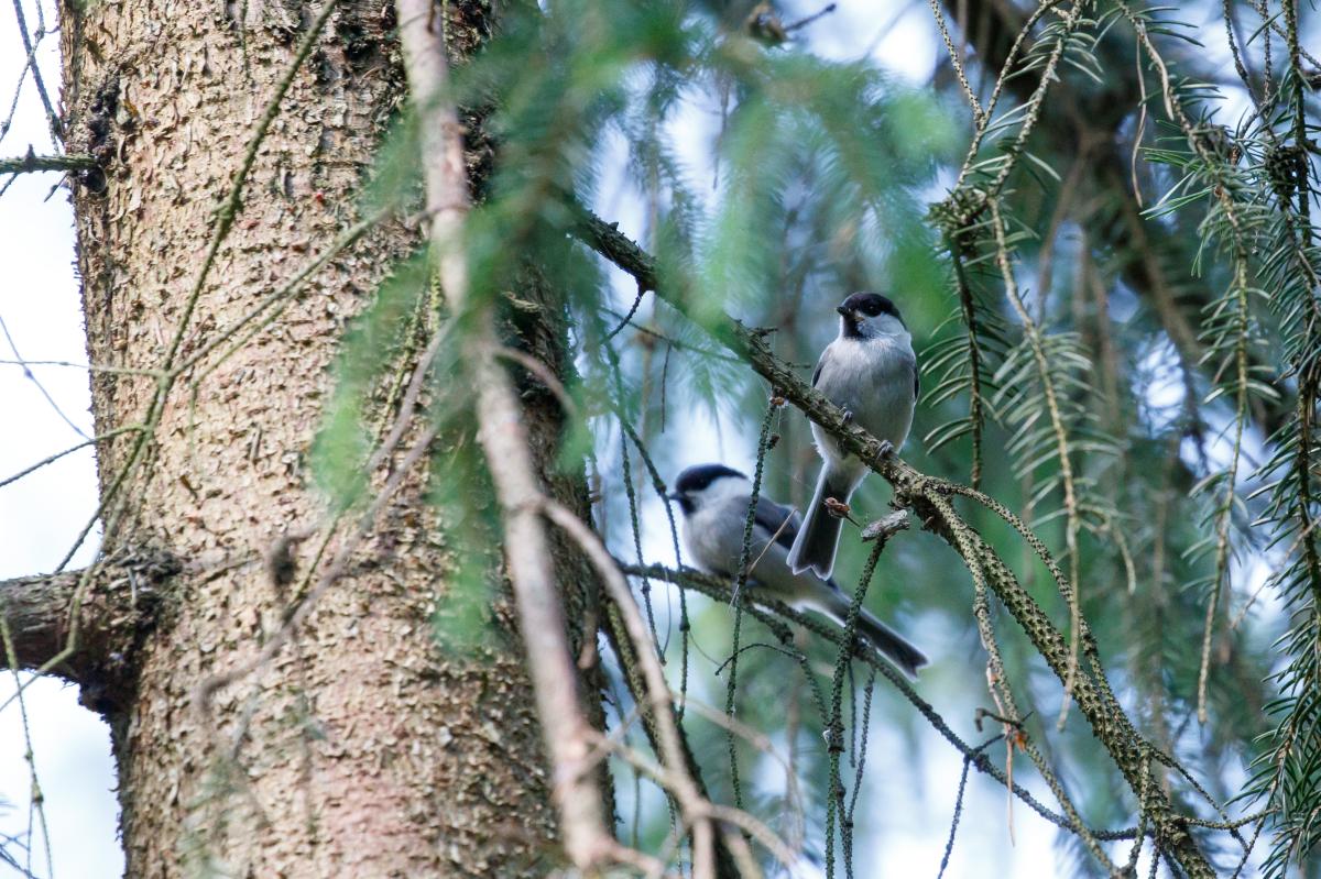 Marsh tit (Poecile palustris), Kelias be pavadinimo, Kernavės seniūnija, Vilniaus apskritis, Lithuania, 2016-06-18 Marsh tit (Poecile palustris)