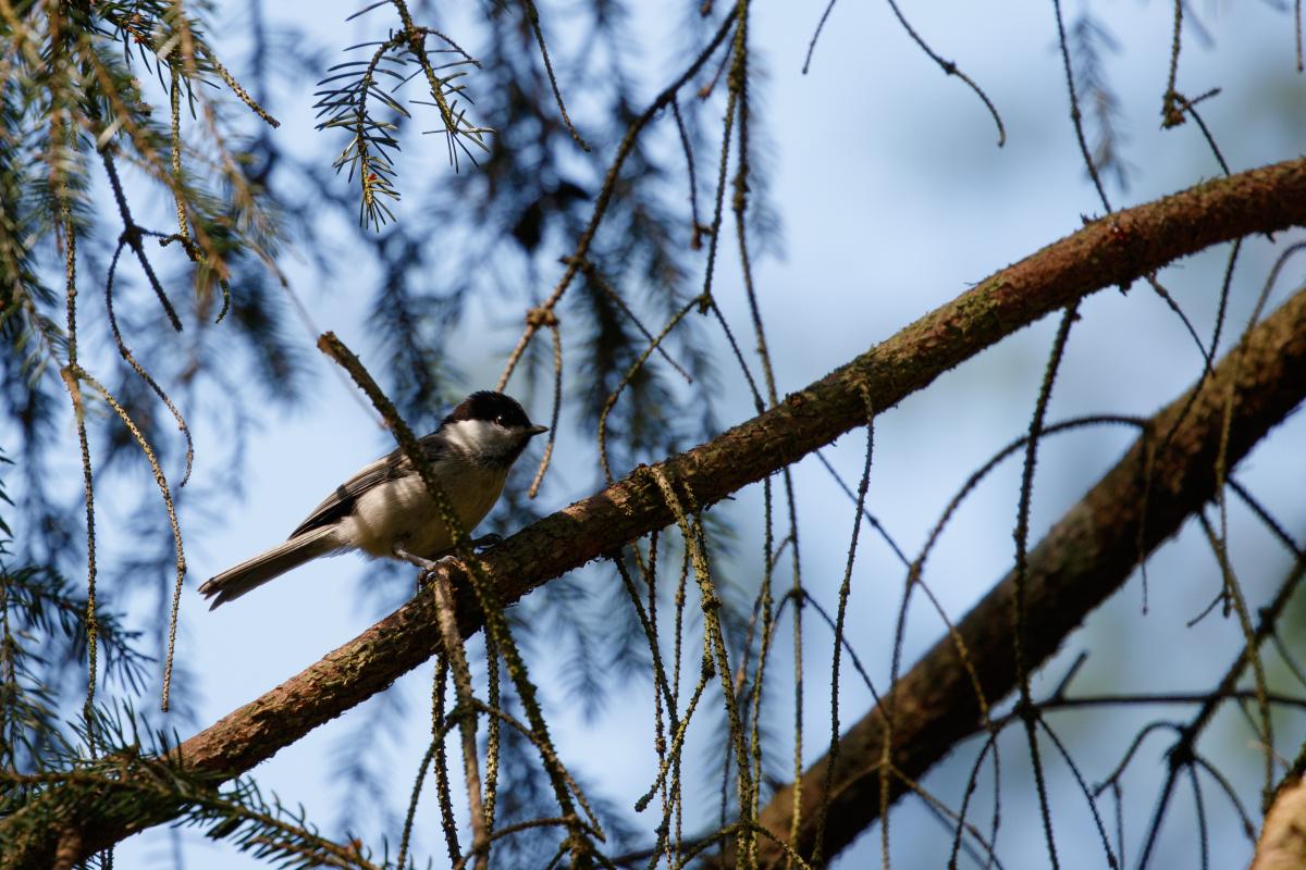 Marsh tit (Poecile palustris), Kelias be pavadinimo, Kernavės seniūnija, Vilniaus apskritis, Lithuania, 2016-06-18 Marsh tit (Poecile palustris)