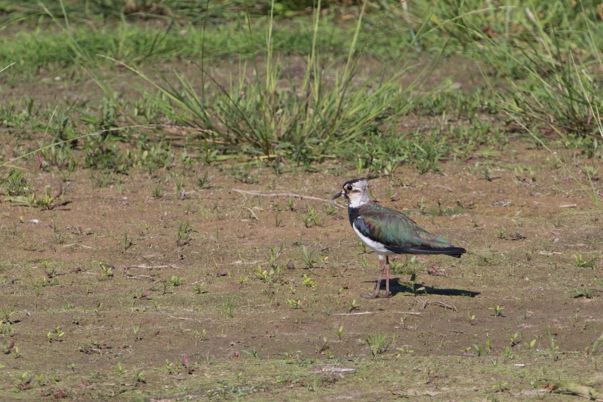 Northern lapwing (Vanellus vanellus), Miežionys, Miežionys, Vilniaus apskritis, Lithuania, 2016-06-24 Northern lapwing (Vanellus vanellus)