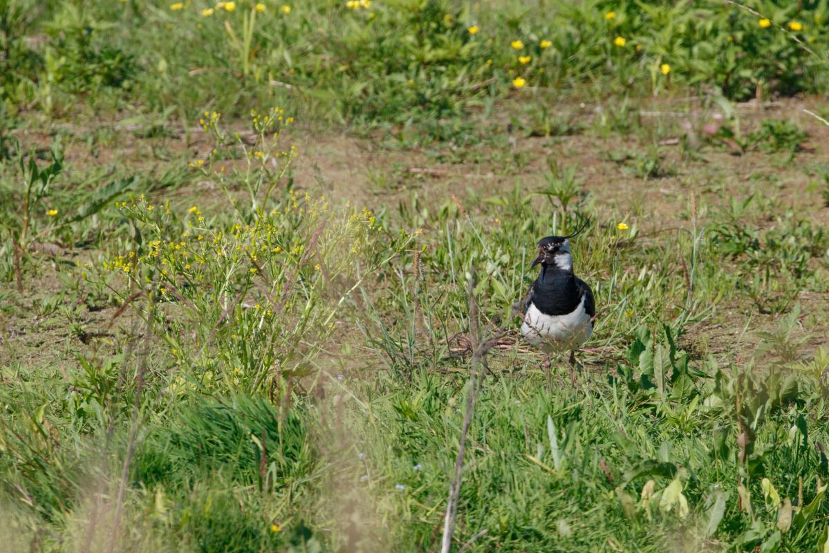 Northern lapwing (Vanellus vanellus), Miežionys, Miežionys, Vilniaus apskritis, Lithuania, 2016-06-24 Northern lapwing (Vanellus vanellus)
