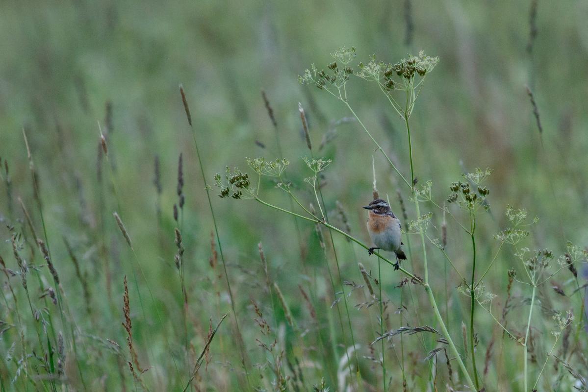Whinchat (Saxicola rubetra)