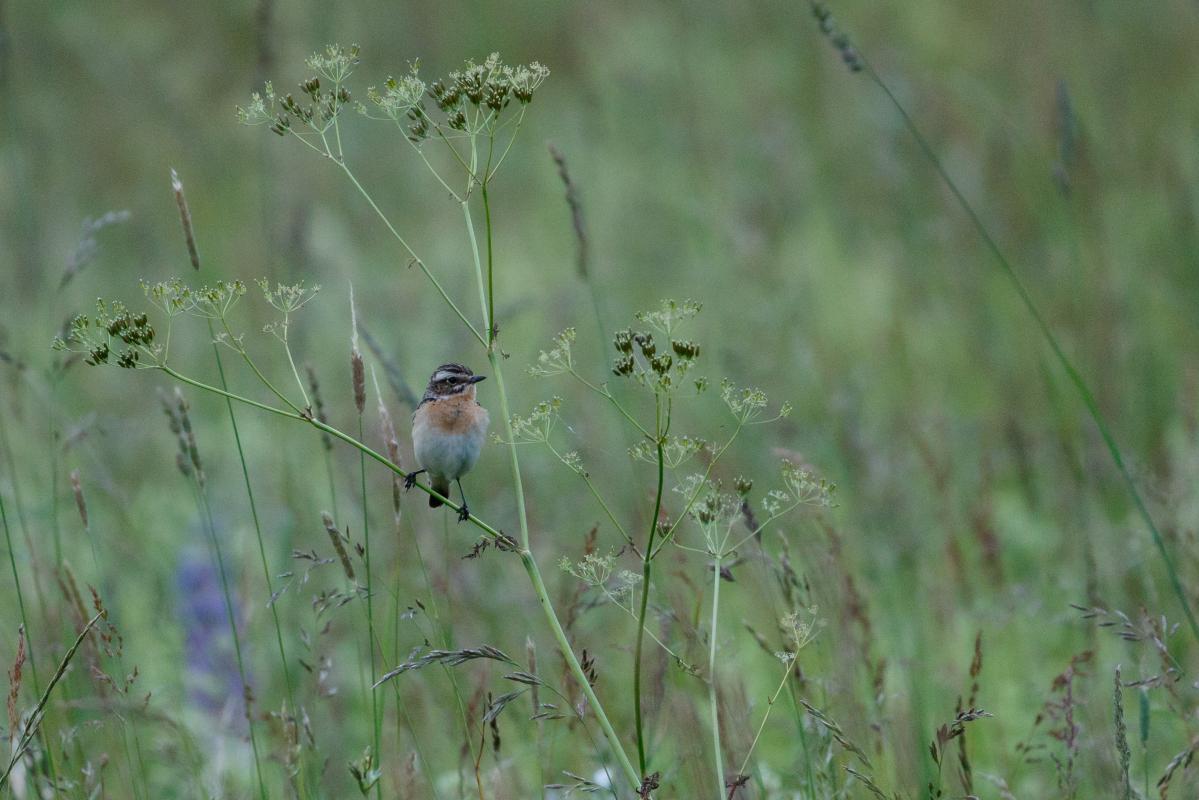 Whinchat (Saxicola rubetra)