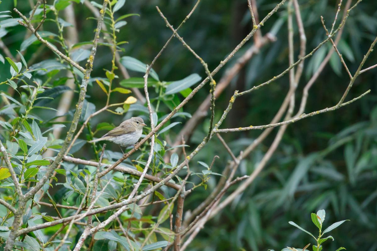 Willow Warbler (Phylloscopus trochilus), Kelias be pavadinimo, Rusnės seniūnija, Klaipėdos apskritis, Lithuania, 2016-08-06 Willow Warbler (Phylloscopus trochilus)