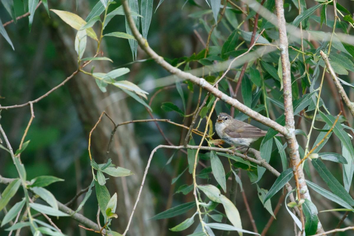 Willow Warbler (Phylloscopus trochilus), Kelias be pavadinimo, Rusnės seniūnija, Klaipėdos apskritis, Lithuania, 2016-08-06 Willow Warbler (Phylloscopus trochilus)