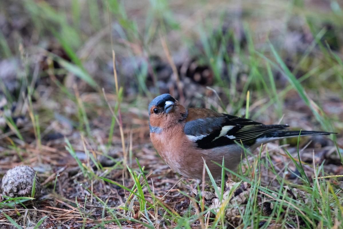 Common Chaffinch (Fringilla coelebs)