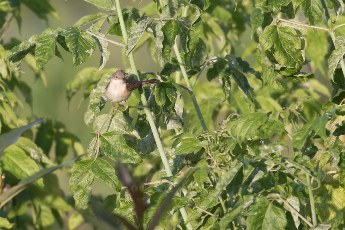 Common whitethroat (Sylvia communis)