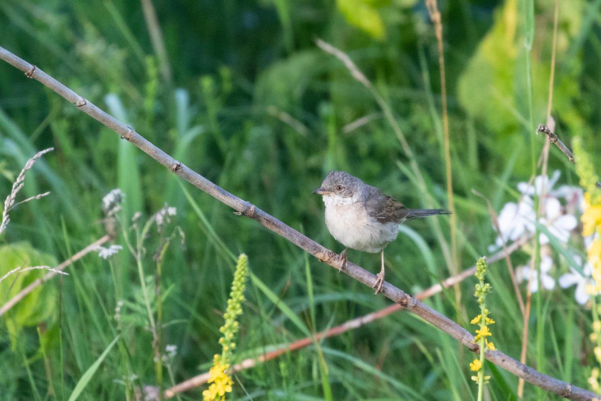 Common whitethroat (Sylvia communis)
