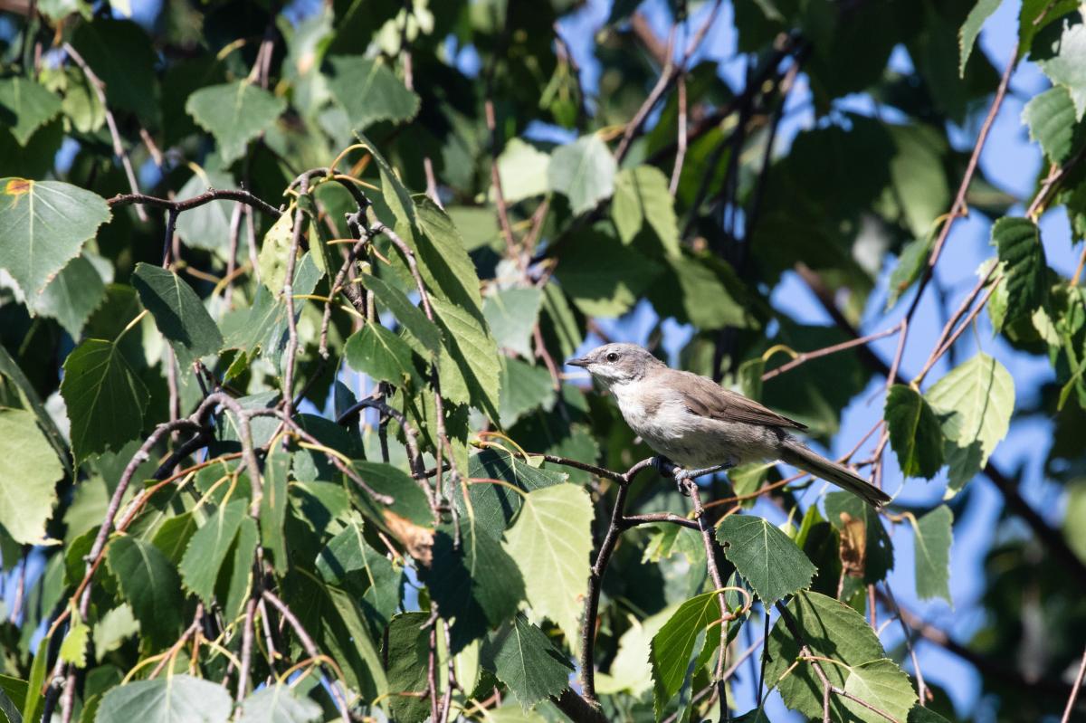 Garden warbler (Sylvia borin)