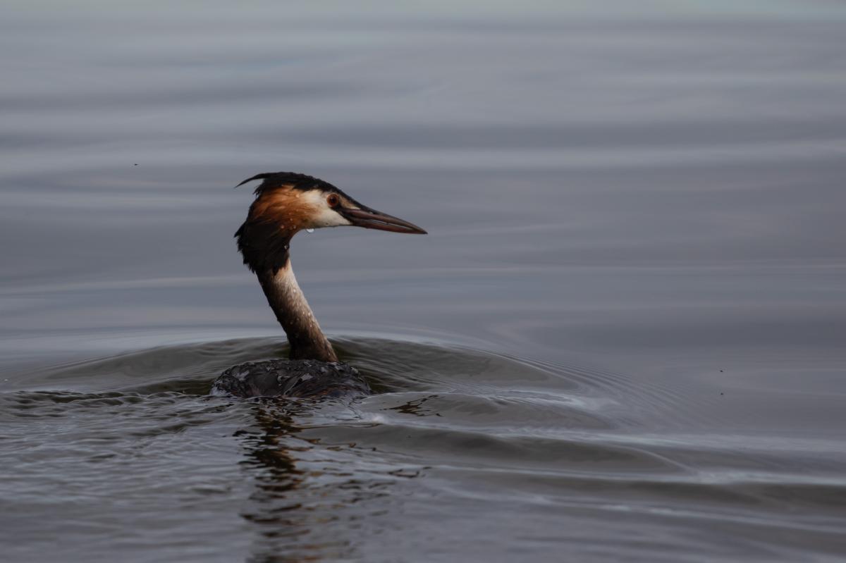 Great Crested Grebe (Podiceps cristatus)
