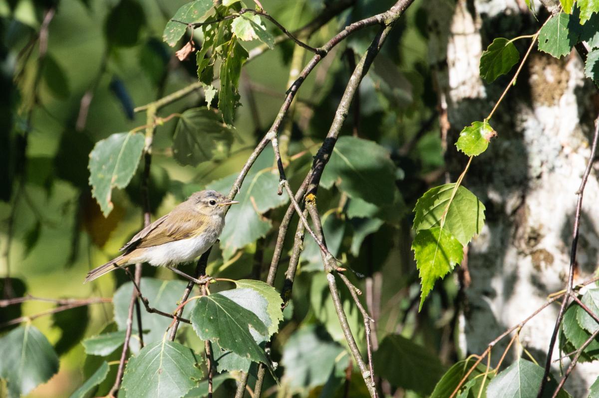 Icterine warbler (Hippolais icterina), Kernavės seniūnija, Vilniaus apskritis, Lithuania, 2017-07-23 Icterine warbler (Hippolais icterina)