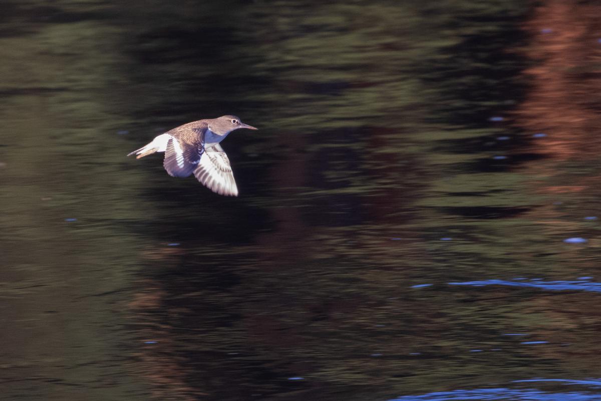 Temminck's stint (Calidris temminckii), Kernavės seniūnija, Vilniaus apskritis, Lithuania, 2017-07-22 Temminck's stint (Calidris temminckii)