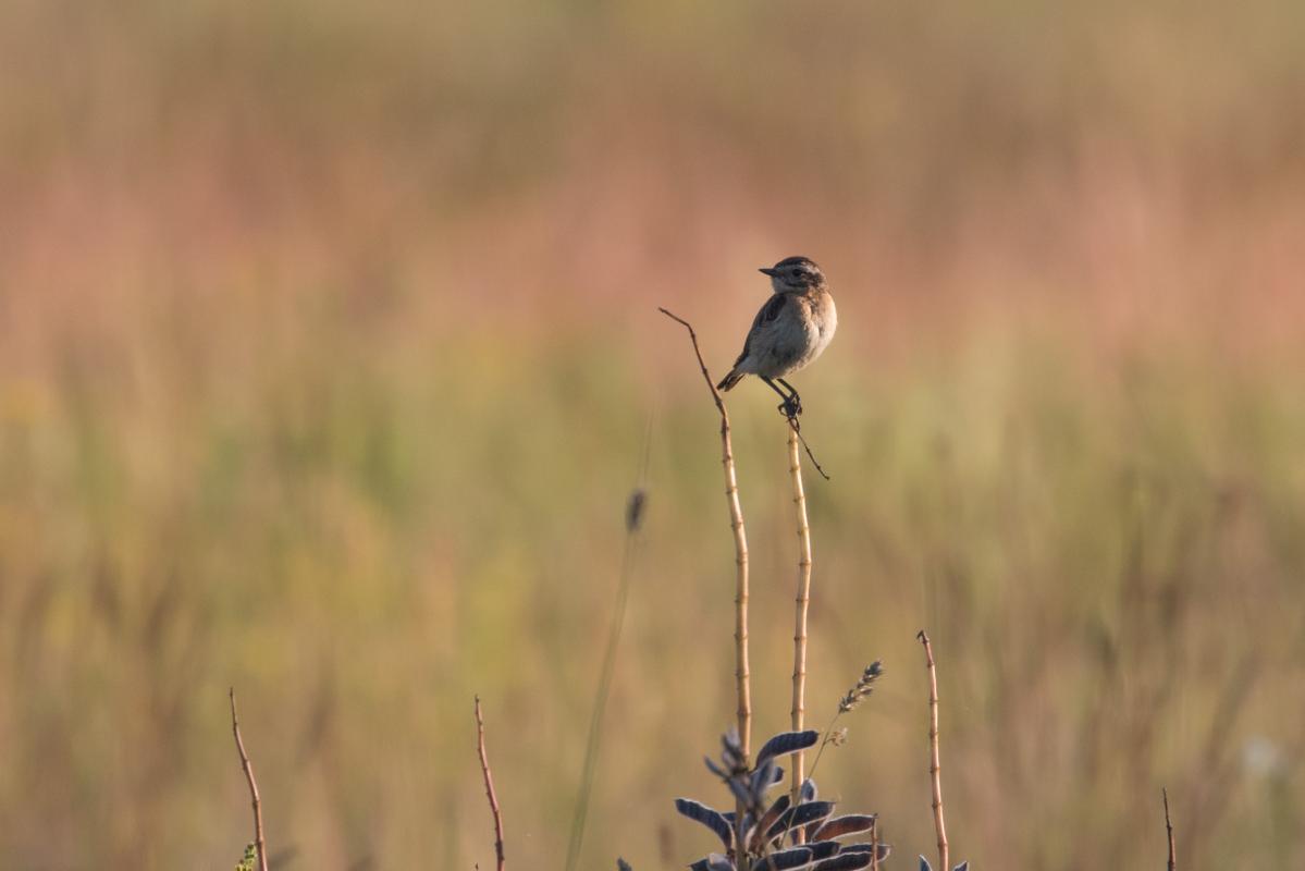 Whinchat (Saxicola rubetra)