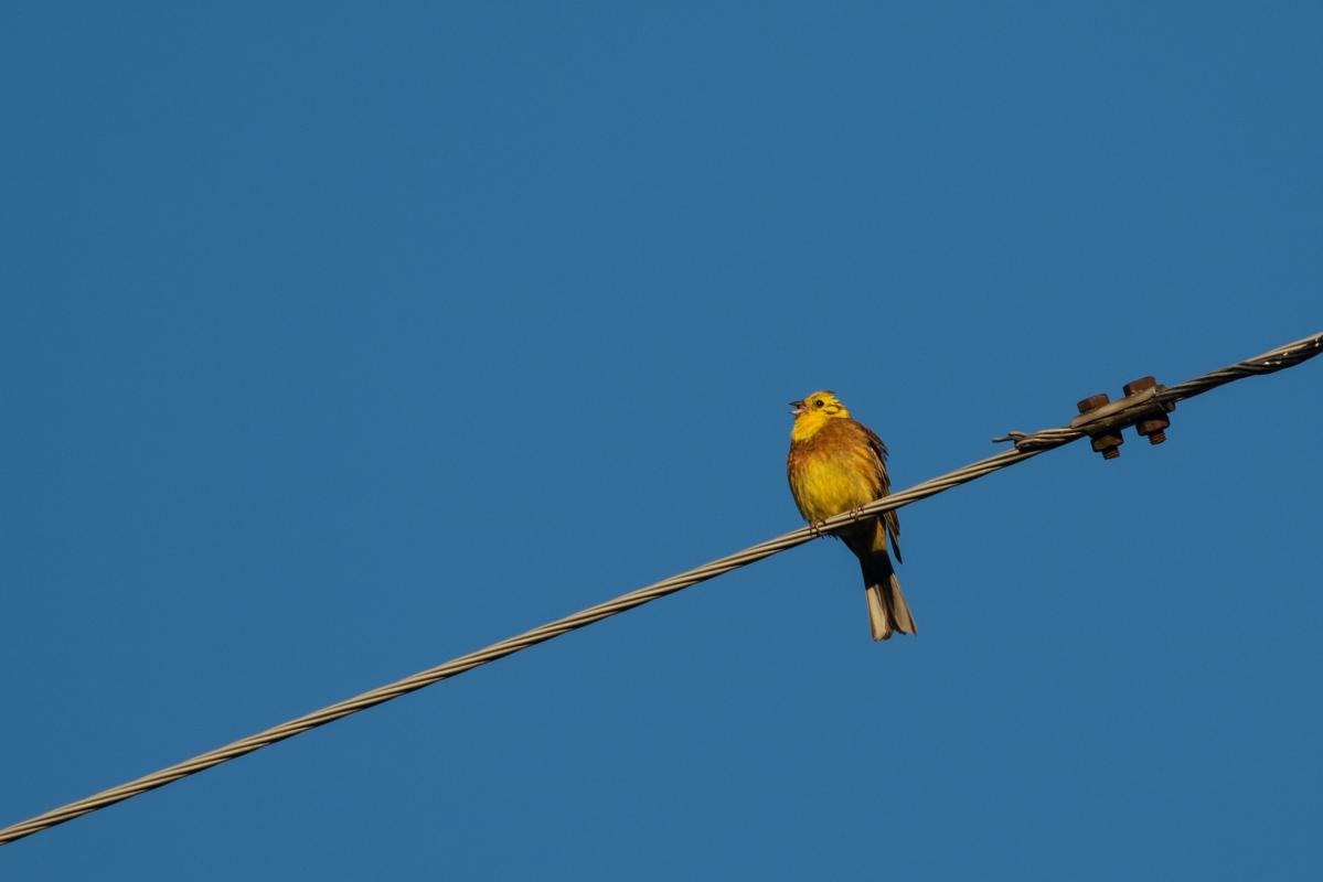 Yellowhammer (Emberiza citrinella), Kernavės seniūnija, Vilniaus apskritis, Lithuania, 2017-07-22 Yellowhammer (Emberiza citrinella)
