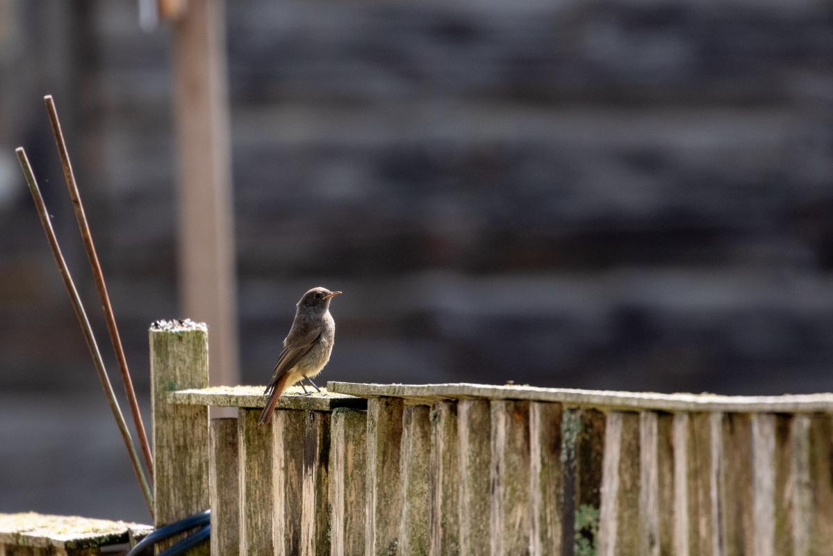 Common Redstart (Phoenicurus phoenicurus)