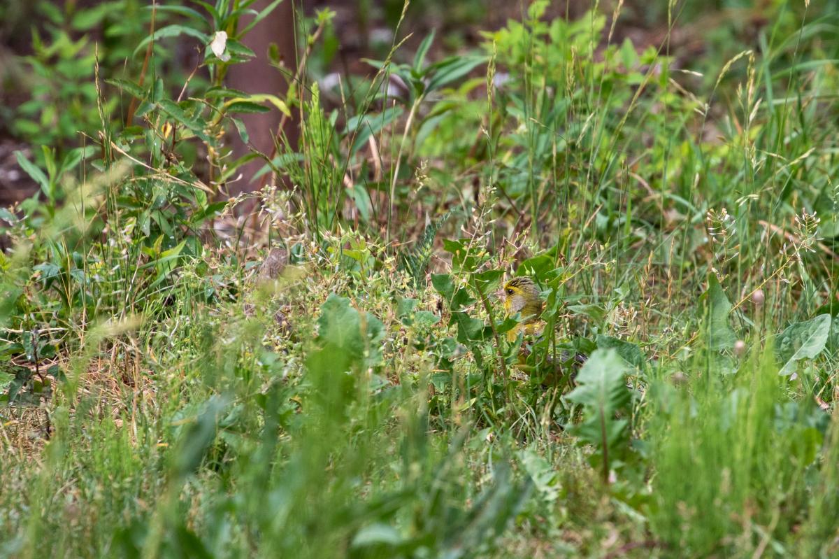 European Greenfinch (Carduelis chloris), Grabijolai, Vilniaus apskritis, Lithuania, 2019-06-16 European Greenfinch (Carduelis chloris)