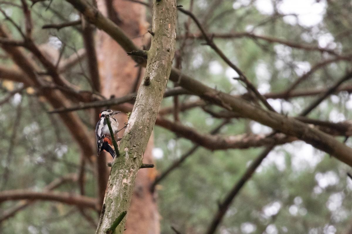 Great Spotted Woodpecker (Dendrocopos major)