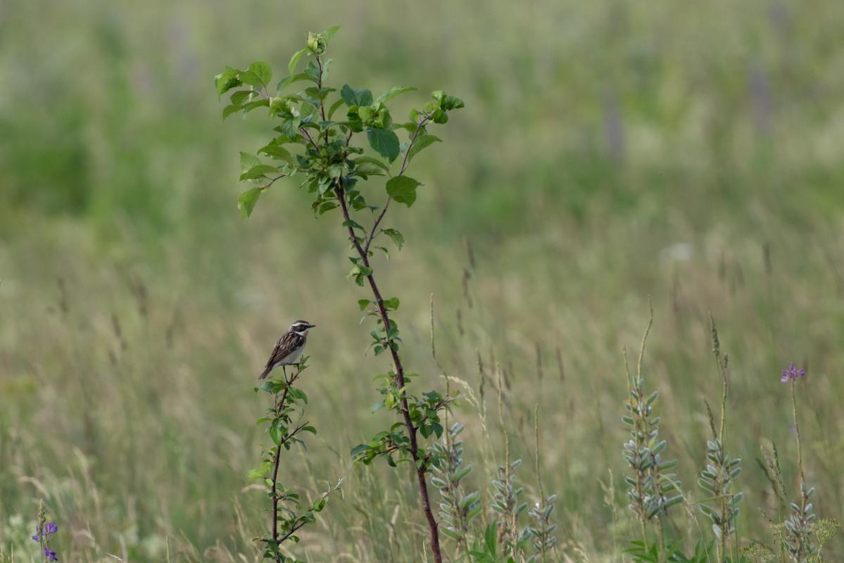 Whinchat (Saxicola rubetra)