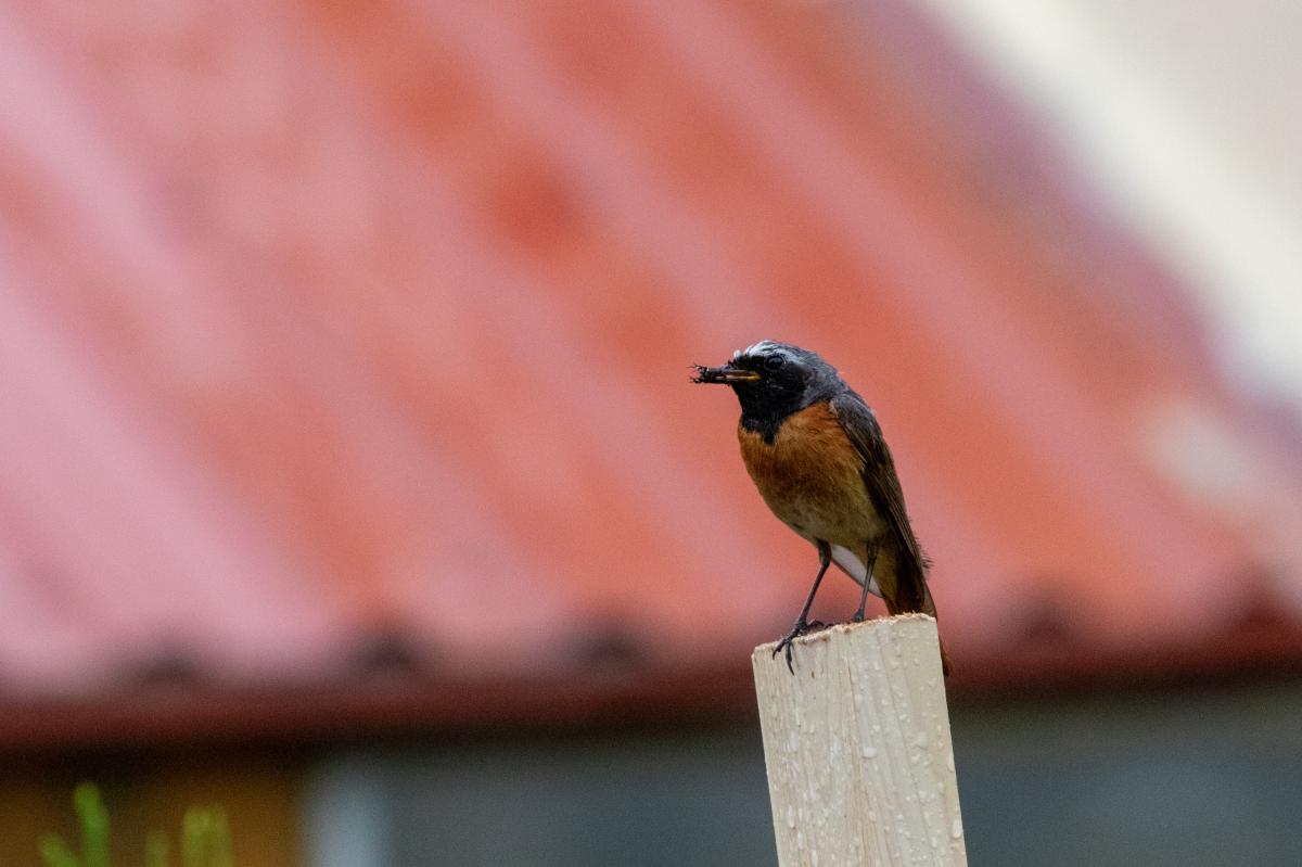 Common Redstart (Phoenicurus phoenicurus)