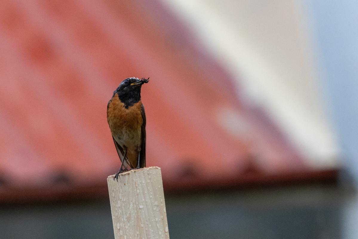 Common Redstart (Phoenicurus phoenicurus)