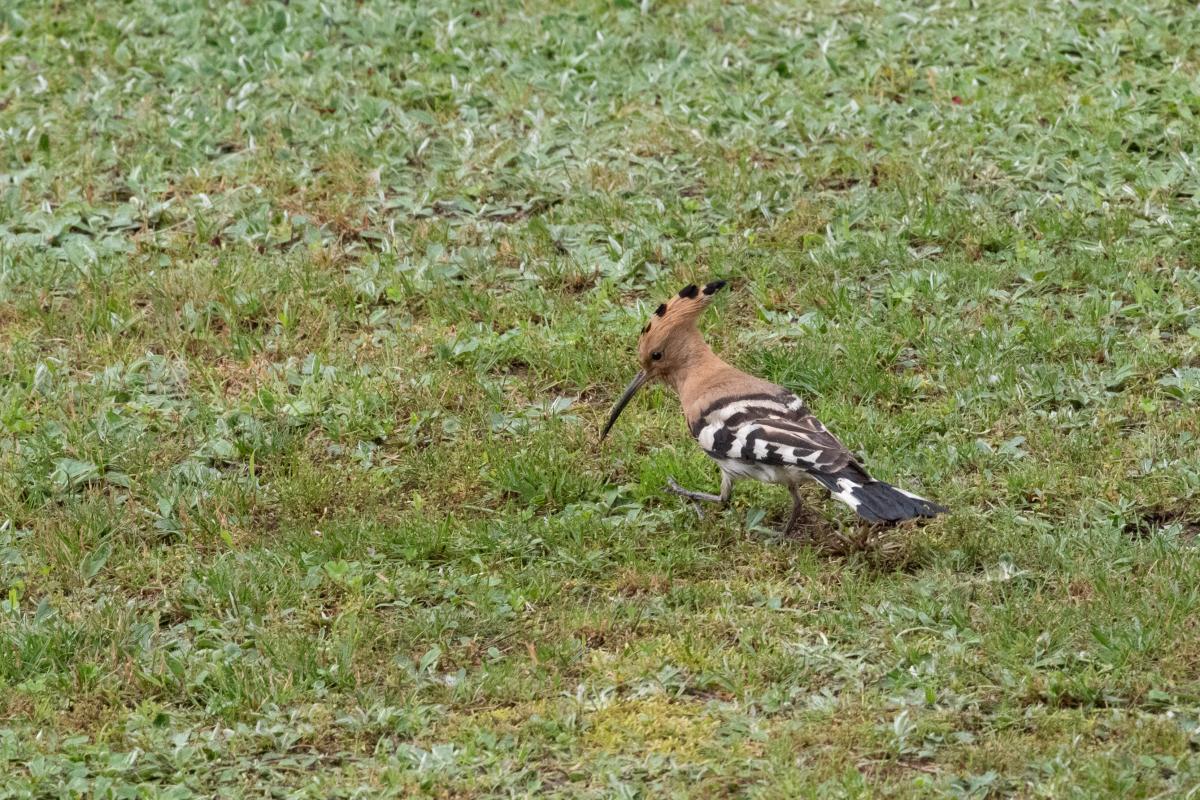 Hoopoe (Upupa epops)