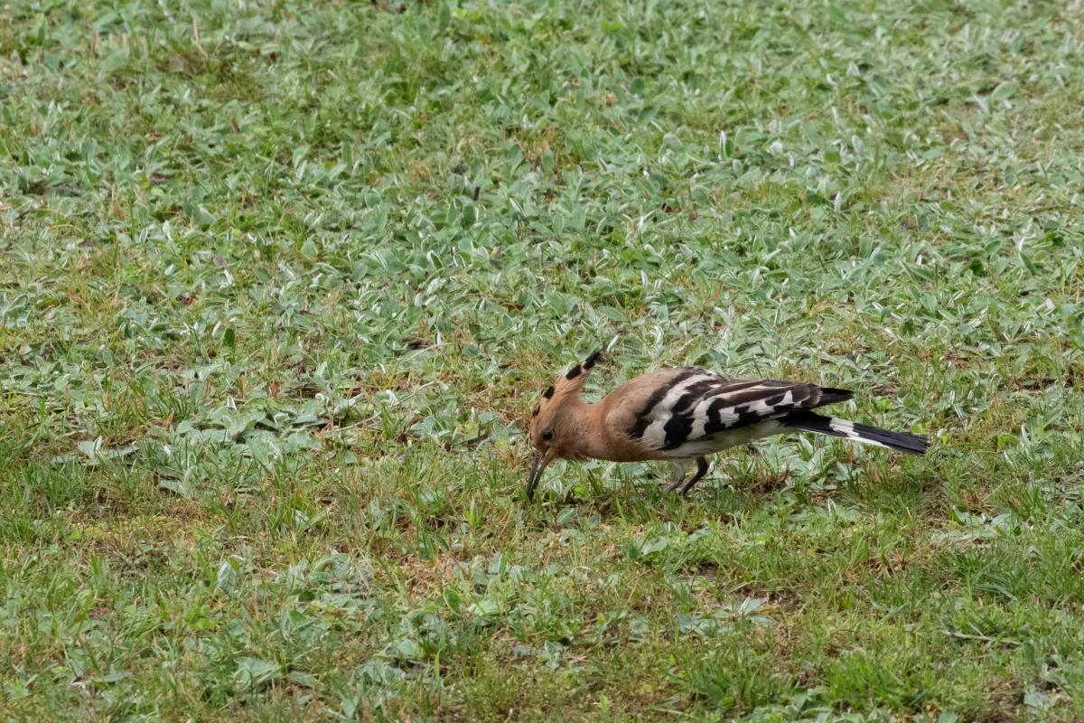 Hoopoe (Upupa epops)