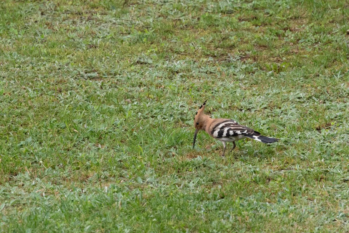 Hoopoe (Upupa epops)