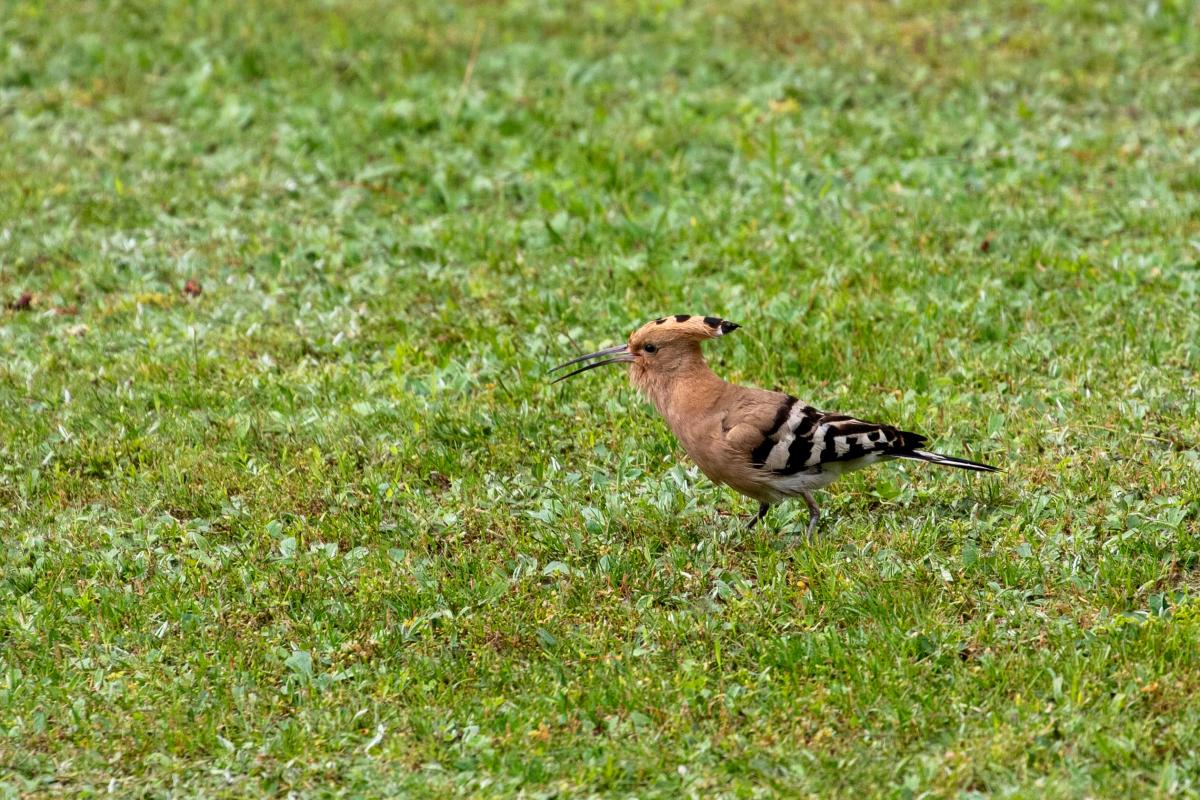 Hoopoe (Upupa epops)