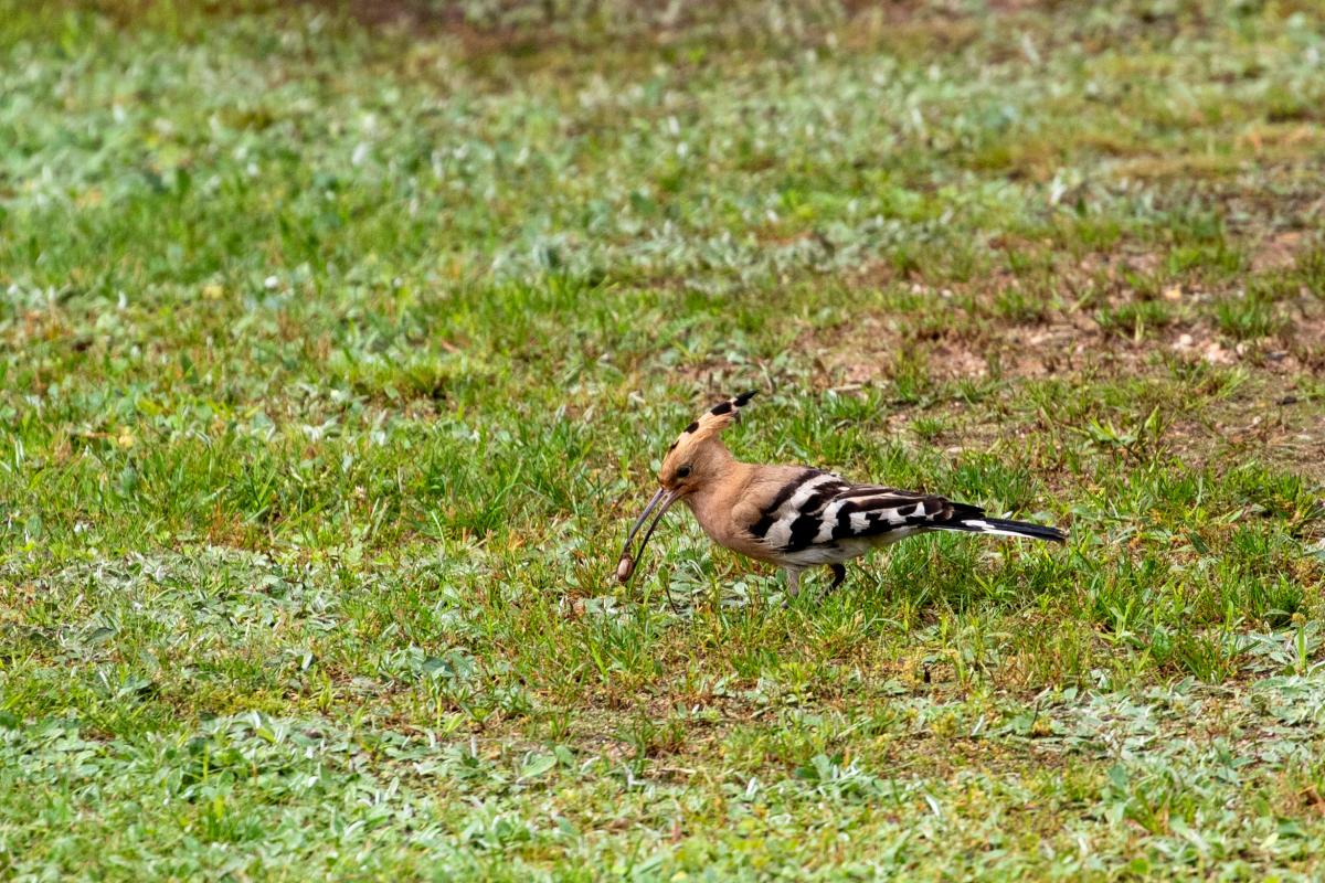 Hoopoe (Upupa epops)