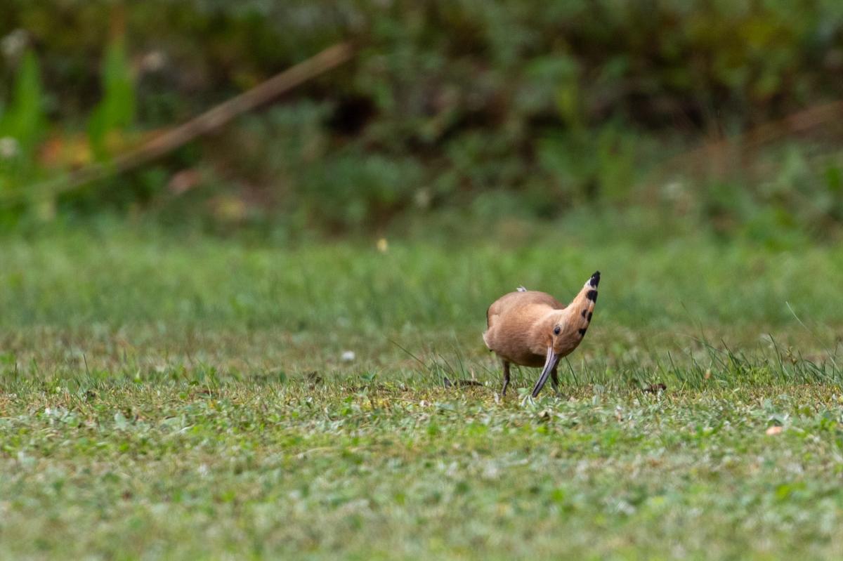 Hoopoe (Upupa epops)