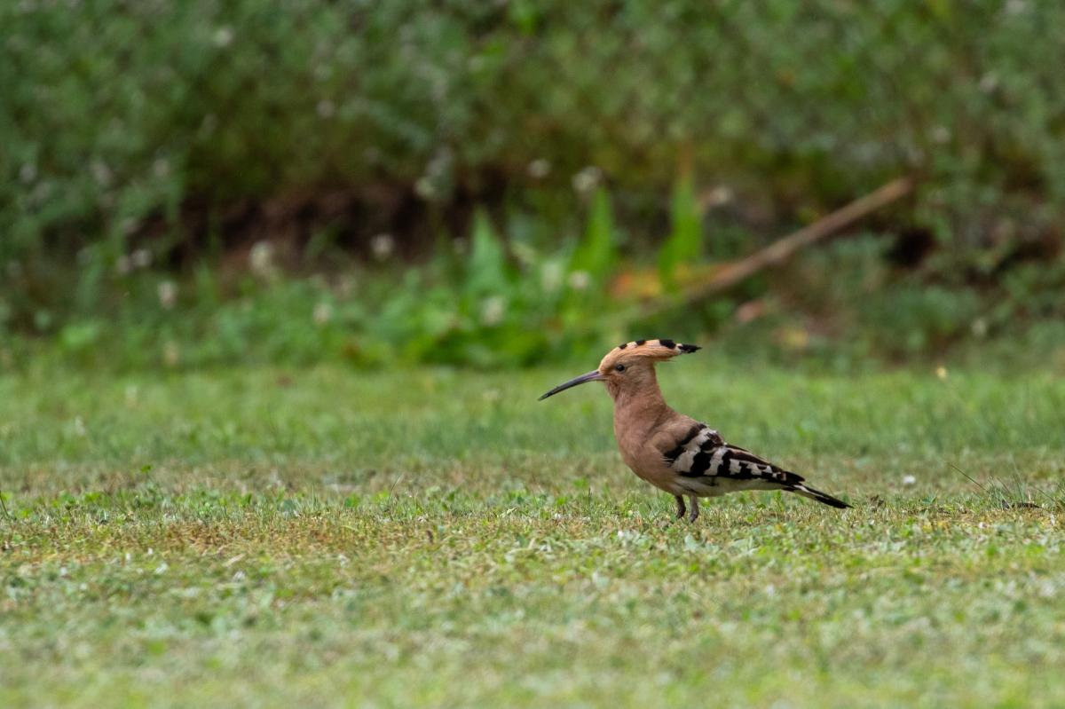 Hoopoe (Upupa epops)