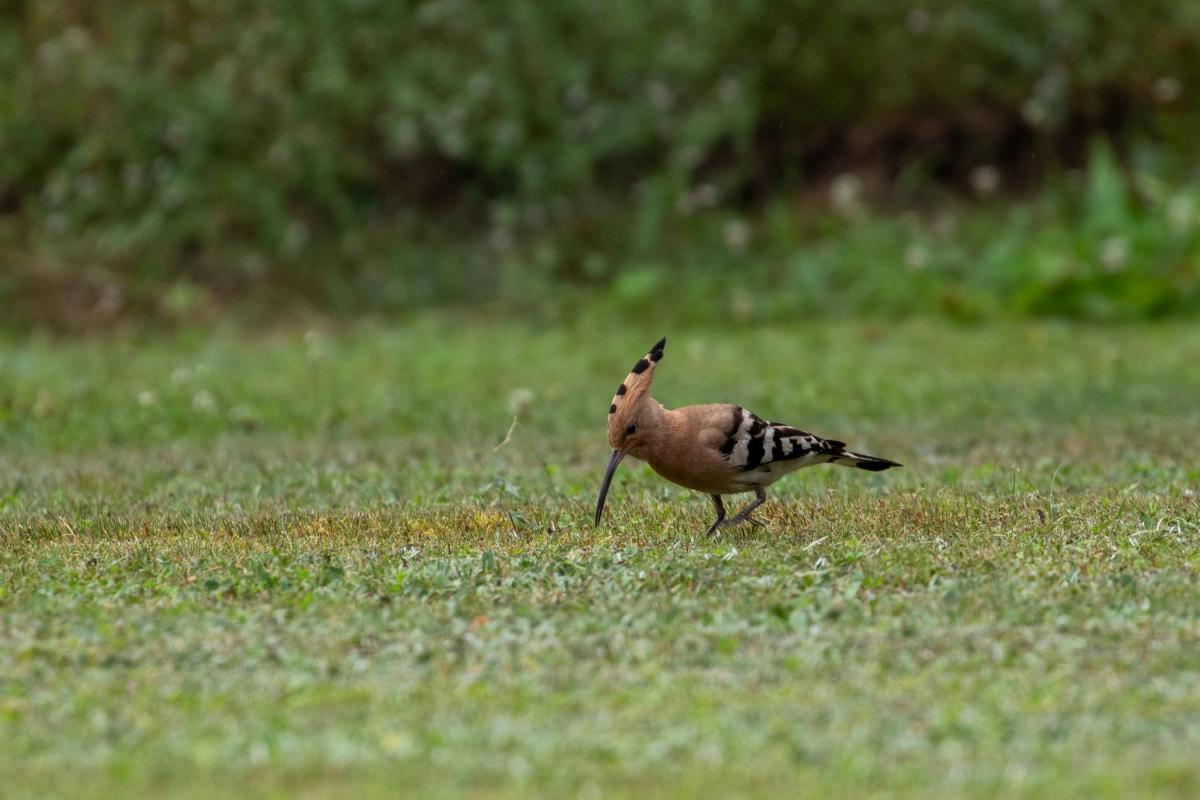 Hoopoe (Upupa epops)