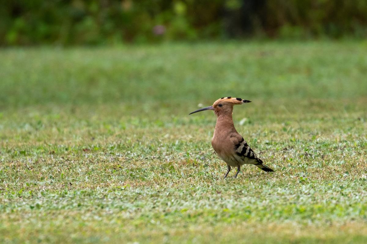 Hoopoe (Upupa epops)