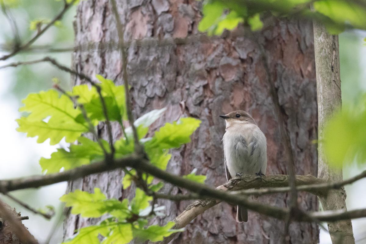 Red-breasted flycatcher (Ficedula parva), Pilkapio gatvė, Kernavė, Vilnius, Lithuania, 2022-06-04 Red-breasted flycatcher (Ficedula parva)