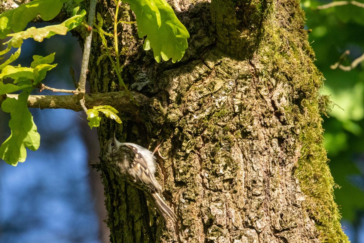 Short-toed Treecreeper (Certhia brachydactyla), Pilkapio gatvė, Kernavė, Vilnius, Lithuania, 2022-06-05 Short-toed Treecreeper (Certhia brachydactyla)